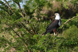 Birding in Uganda